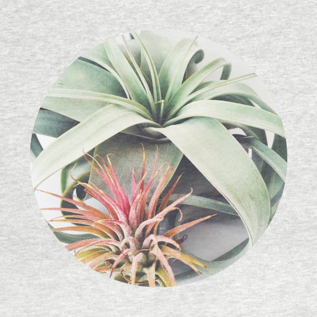 Air Plant Collection III by Cassia